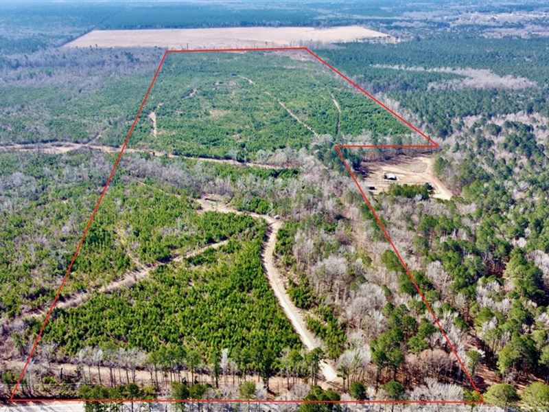 162 Acre Recreational Timber Invest : Benton : Bossier Parish : Louisiana
