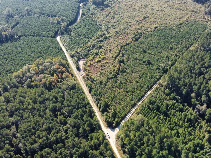 Cypress South Tract : Ridgeville : Dorchester County : South Carolina