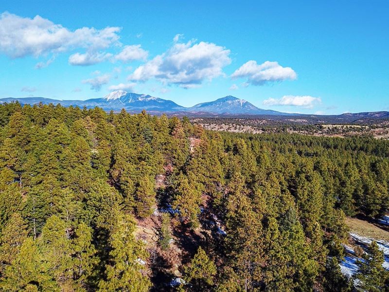 Wooded Mountain Lot, Electricity : Weston : Las Animas County : Colorado