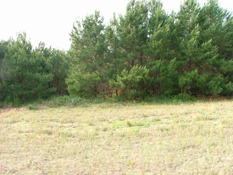 60 Acres-Paved Rd,Creek, Timber : Adrian : Johnson County : Georgia