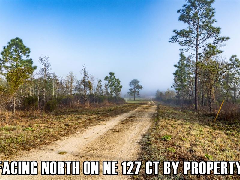 $3,900 Down, Serene Corner Parcel : Williston : Levy County : Florida