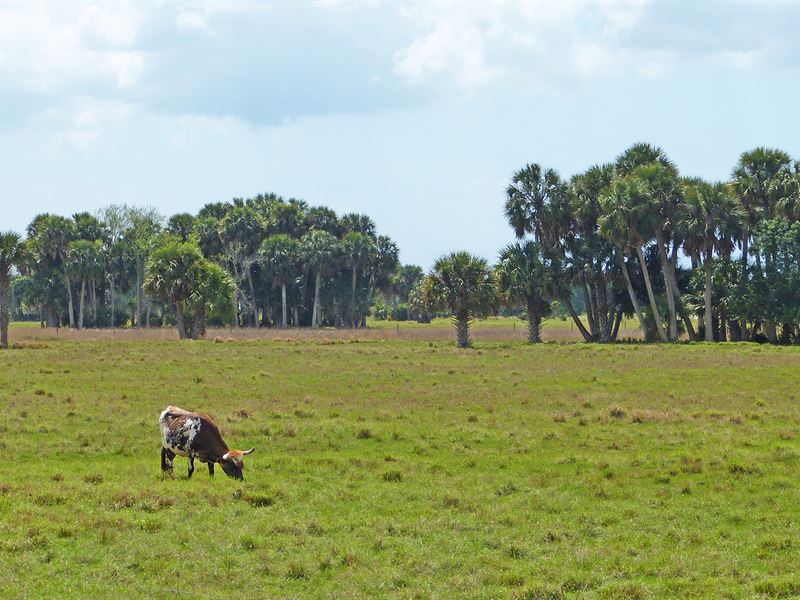 56 Ac Florida Ranch : Port Saint Lucie : Saint Lucie County : Florida