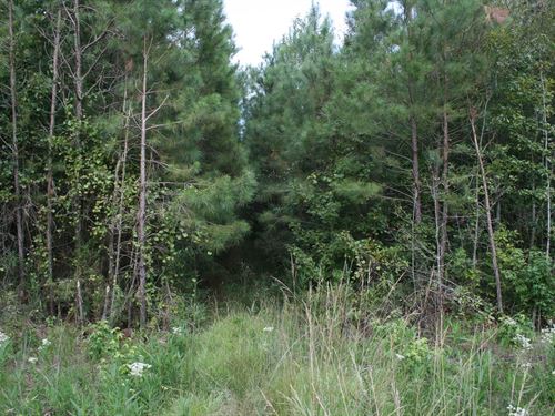 Dff Tract 5, Lot 8 : Jamesville : Martin County : North Carolina