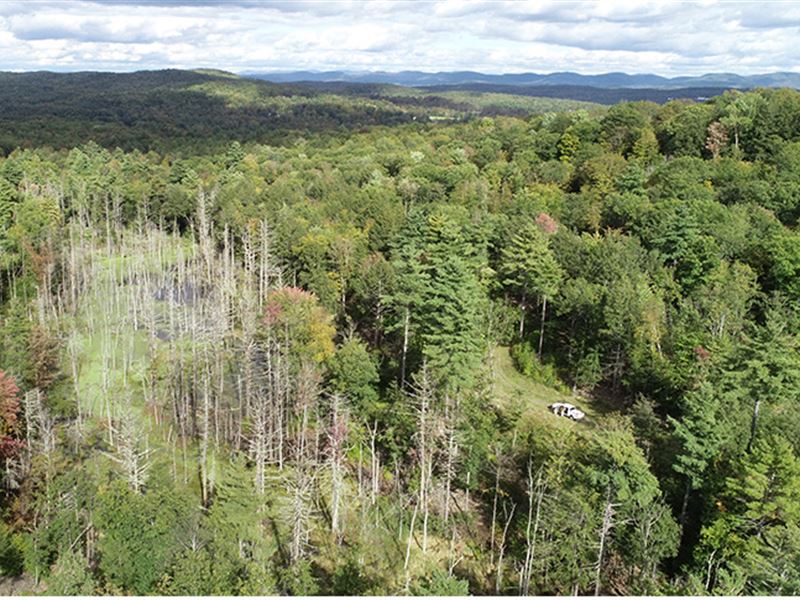 Hampton Forest : Hampton : Washington County : New York