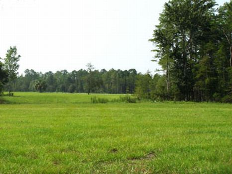 Chiefland 6 Mile Preserve : Chiefland : Levy County : Florida