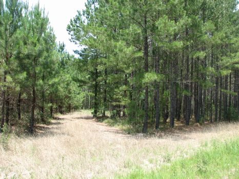 459 Acres : Springfield : Effingham County : Georgia