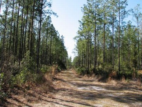 665 Acres : Guyton : Effingham County : Georgia