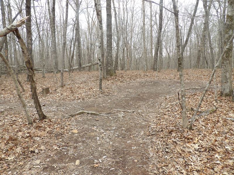 Natural Pond, Hardwood Trees : Spencer : Van Buren County : Tennessee