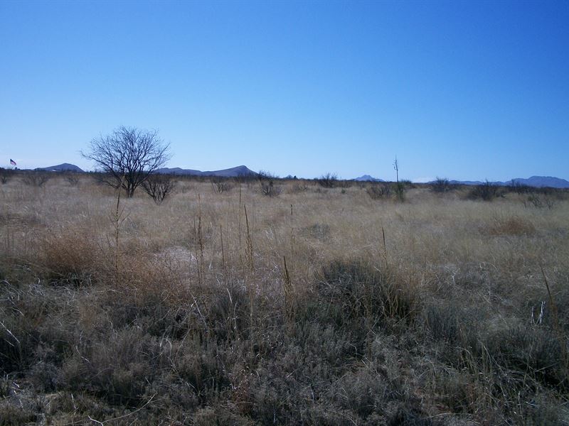 Discounted for Cash, 6 Nice Lots : Sunsites : Cochise County : Arizona