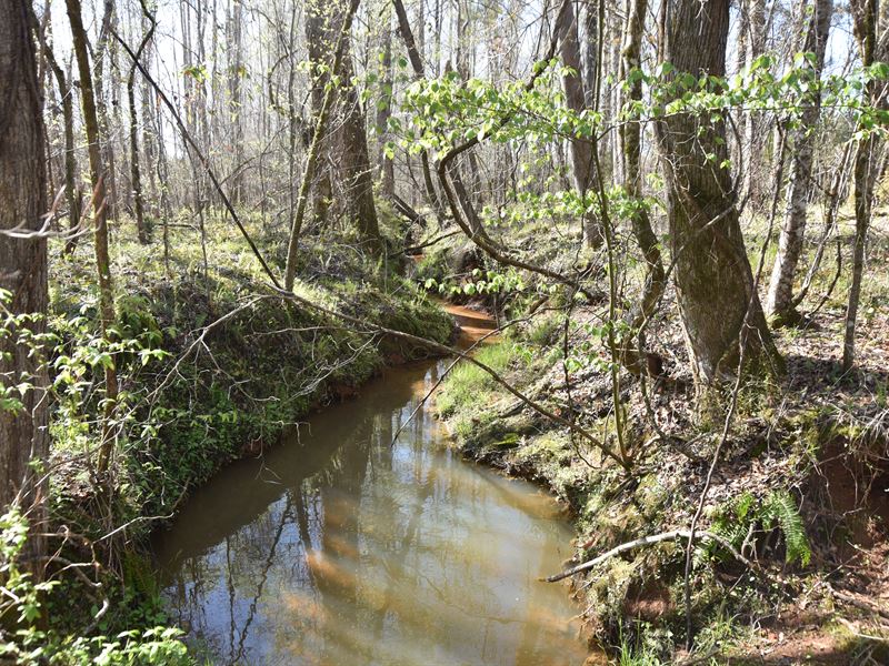 Secluded Hunting Tract Near Waverly : Waverly Hall : Harris County : Georgia