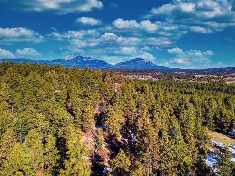Wooded Mountain Land, Power & Road : Weston : Las Animas County : Colorado