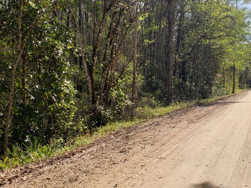 Homesite with Mature Pines : Hortense : Brantley County : Georgia