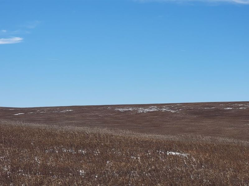 Lester Farm Crp : Sterlilng : Logan County : Colorado