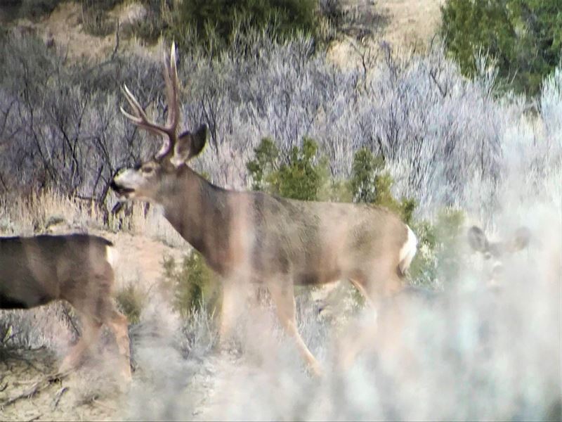 Mesa Verde 320 : Cortez : Montezuma County : Colorado