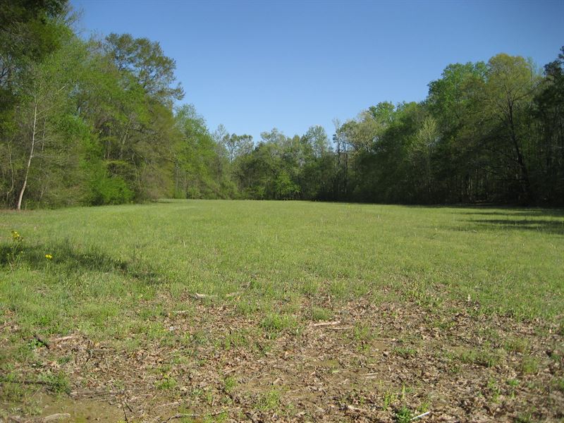 TN Farm with Creek, Pond, Hunting : Adamsville : McNairy County : Tennessee