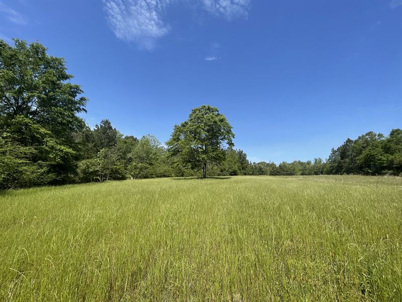 Pea Creek Road Tract : Brantley : Crenshaw County : Alabama