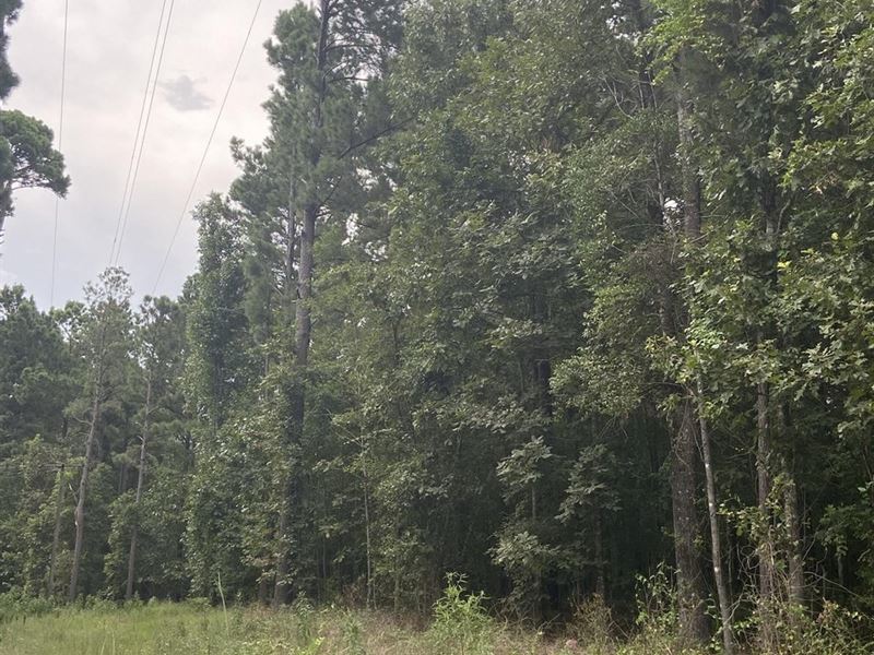 Big Timber Ridge Tract, Bienville : Ringgold : Bienville Parish : Louisiana