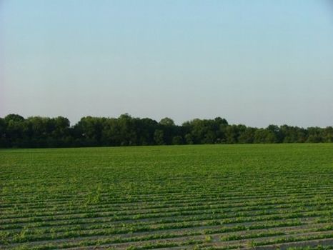 235 Acres : Statesboro : Bulloch County : Georgia