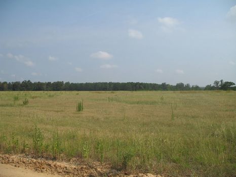 300 Acre Farm : Brantley : Crenshaw County : Alabama