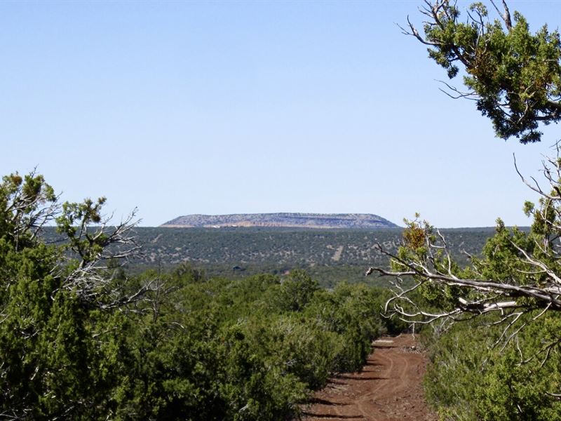 Perfect Camping Spot, Private : Concho : Apache County : Arizona