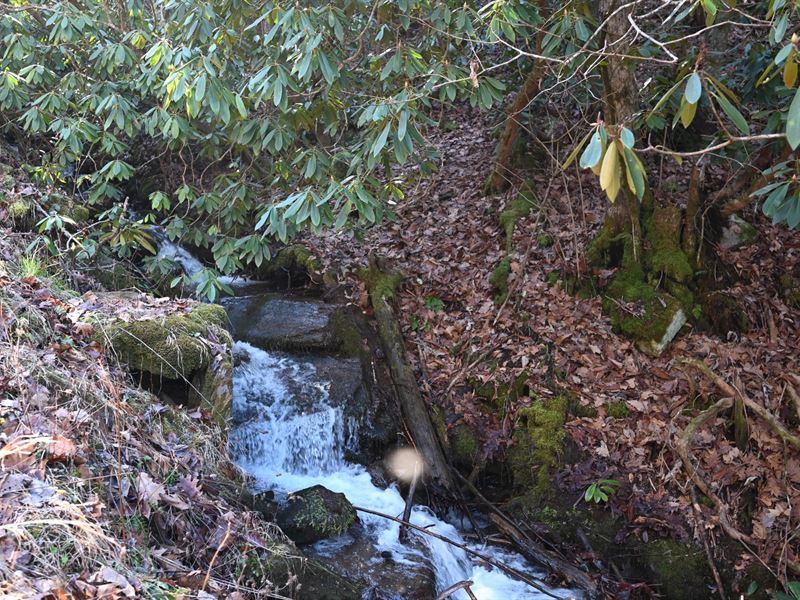 Mountain Meadows Grape Cove, 157 : Bryson City : Swain County : North Carolina