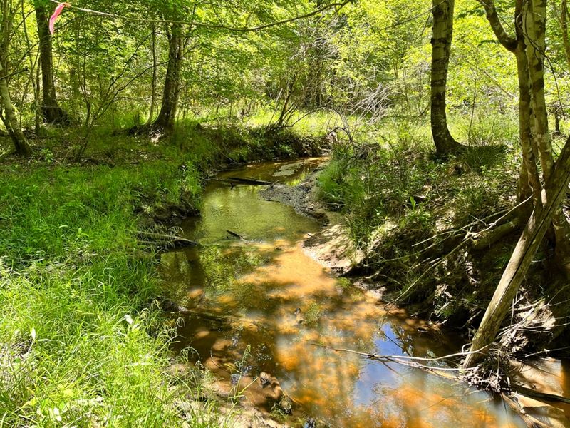 Reduced, Johnson Co. Timber : Wrightsville : Johnson County : Georgia