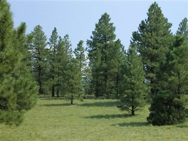 Secluded Forested Ranch : Vernon : Apache County : Arizona