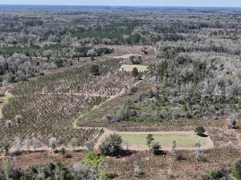 South Madison Woodlands : Greenville : Madison County : Florida