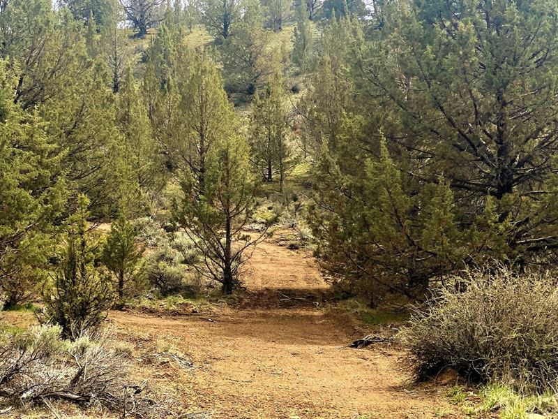 California Pines 1.77 Acres, Wooded : Alturas : Fresno County : California