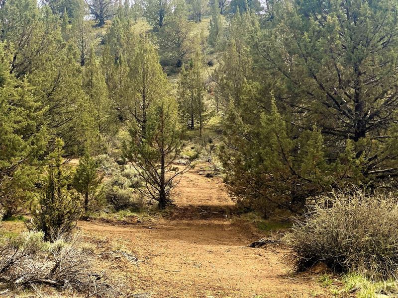 1.77 Acres, Pine Wood, Power, Water : Alturas : Modoc County : California