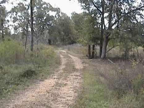 244 Acres of Exc Timber & Hunting : Utica : Copiah County : Mississippi