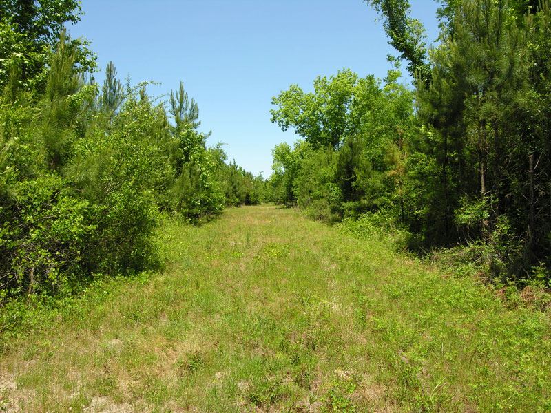 64.35 Acres, Wooded Land for Sale in Midville, Burke County,