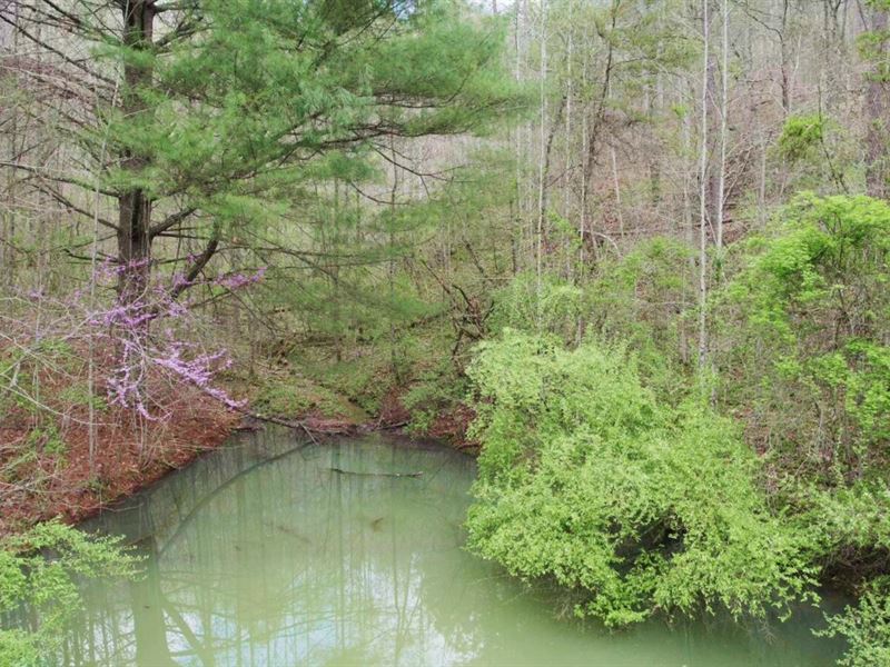 45 Acres in Wolfe County, KY : Campton : Wolfe County : Kentucky