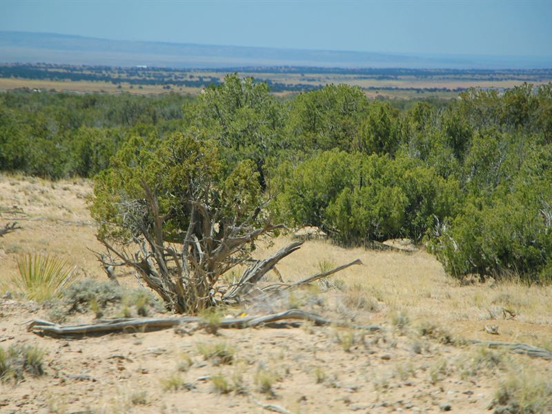 37 Acre Highlands Ranch Getaway : Saint Johns : Apache County : Arizona