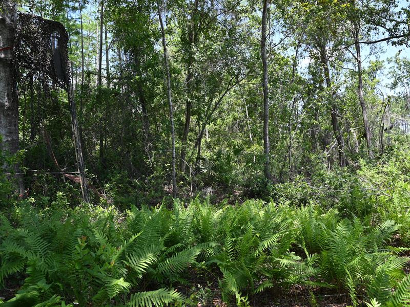 40 Acres SE Geech Rd, Lafayette : Mayo : Lafayette County : Florida