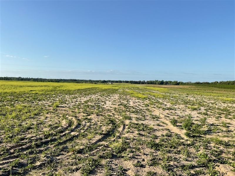 Gently Rolling Land : Lake City : Columbia County : Florida