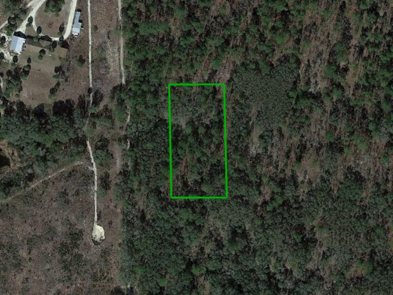 Florida Countryside : Morriston : Levy County : Florida