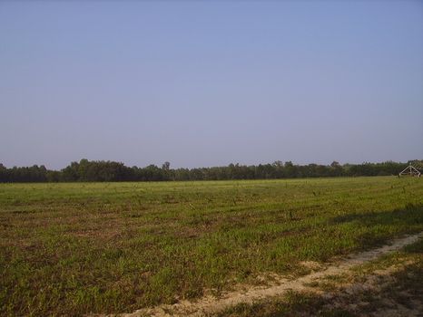 116 Acres : Statesboro : Bulloch County : Georgia