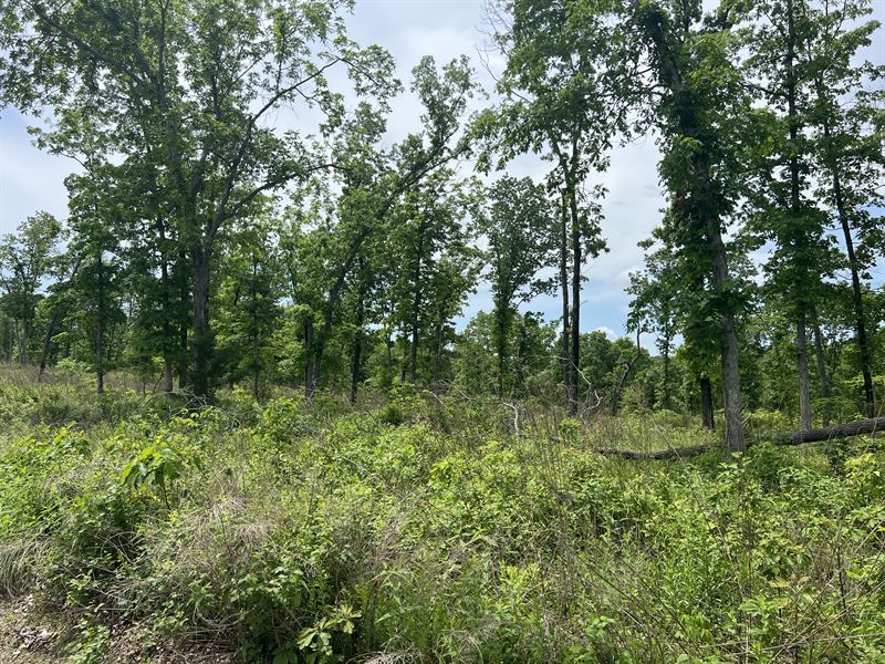 12 Acres Close to Lake of Ozarks : Lincoln : Benton County : Missouri