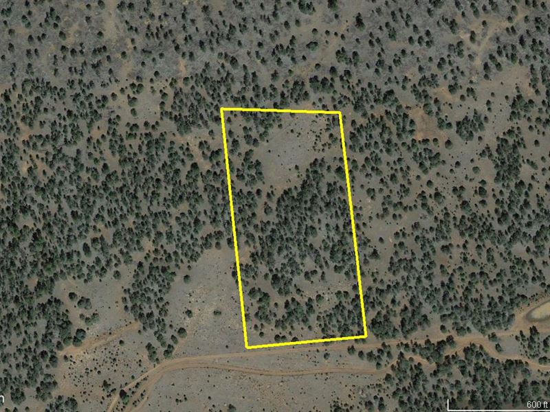 Trees, Views : Ramah : Cibola County : New Mexico