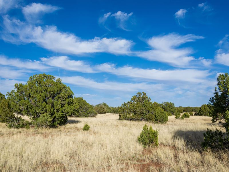 Camp, Hike, Enjoy The Outdoors : Concho : Apache County : Arizona