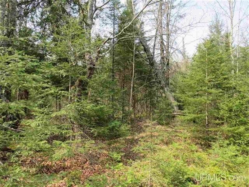 Wooded Mich 80 Acres : Hermansville : Menominee County : Michigan
