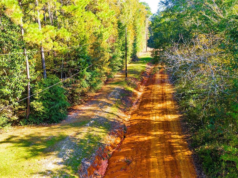 .27 Acre Unrestricted Wooded Lot : Livingston : Polk County : Texas