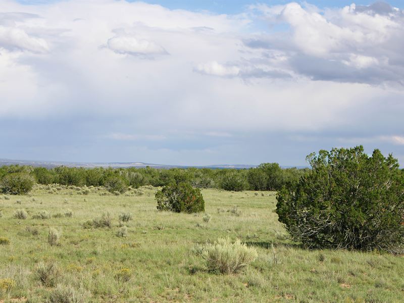 Remote Norhtern AZ Ranch : Saint Johns : Apache County : Arizona