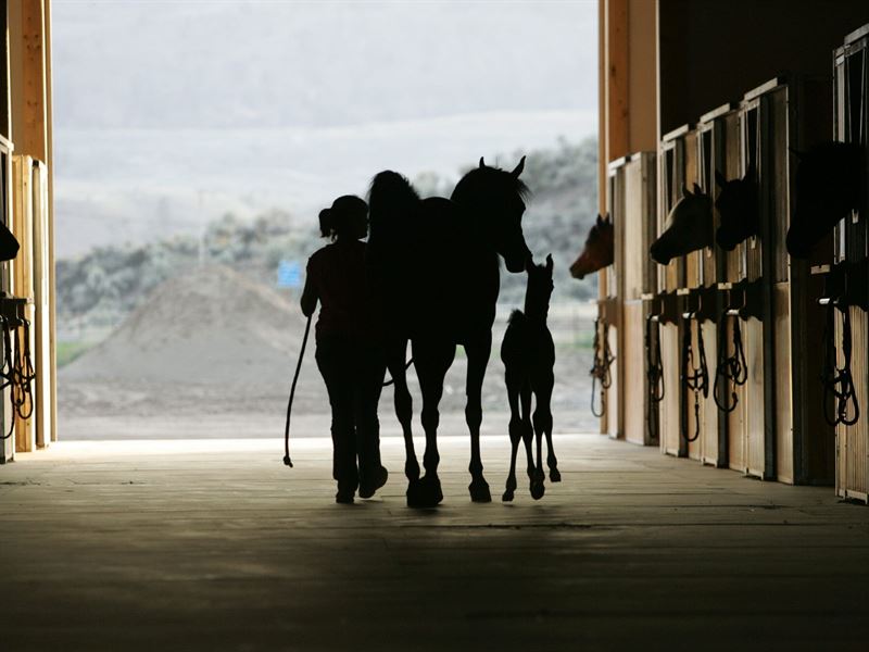 Rio Vista Equine Ranch : Tonasket : Okanogan County : Washington