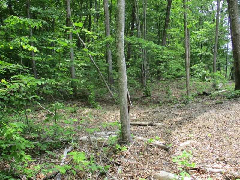 Wooded, Level Building Spots : Pikeville : Bledsoe County : Tennessee