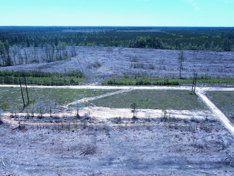 Premium Timber Investment Tract : Riegelwood : Columbus County : North Carolina