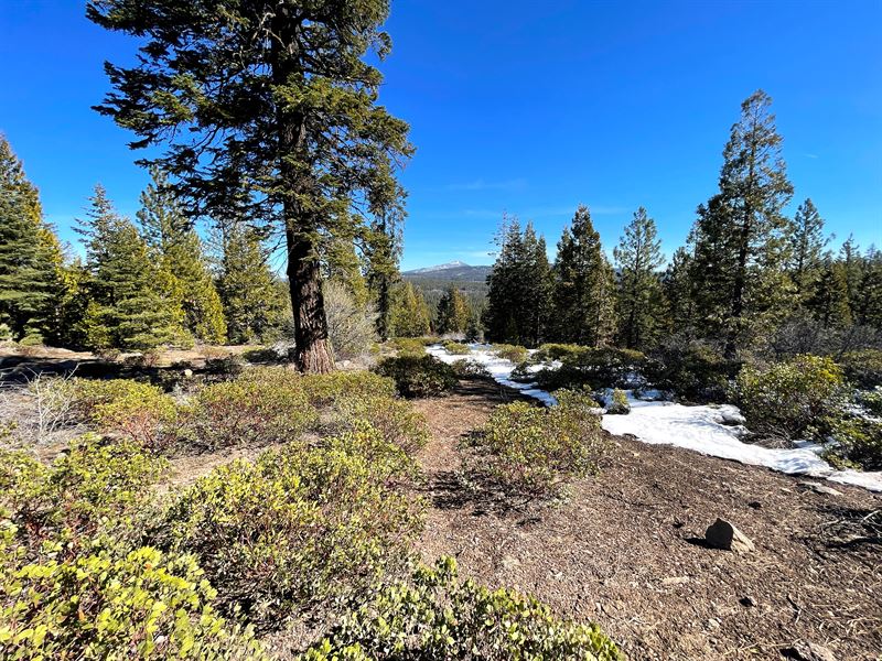 3.36 Acre Richly Treed OR Parcel : Bonanza : Klamath County : Oregon