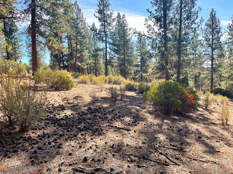Beautifully Treed, Level Oregon Lot : Chiloquin : Klamath County : Oregon