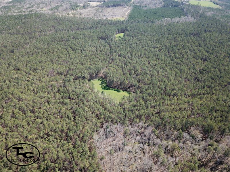 Bashi Road Tract : Thomasville : Clarke County : Alabama